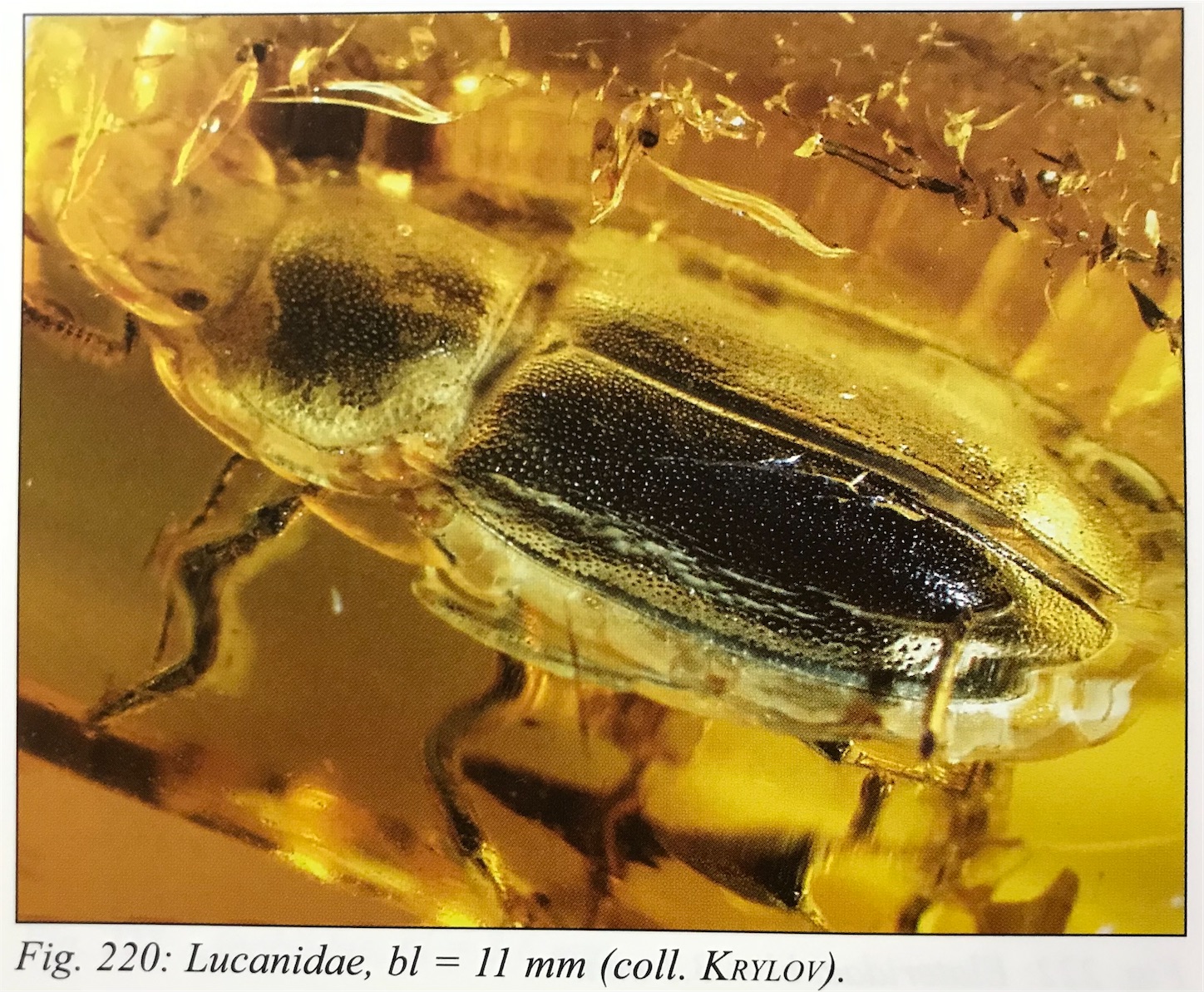 琥珀 コハク [AB251] 虫入り 昆虫 ☆TVで紹介されました☆《博物館級の珍品》ドミニカ産 水入り
