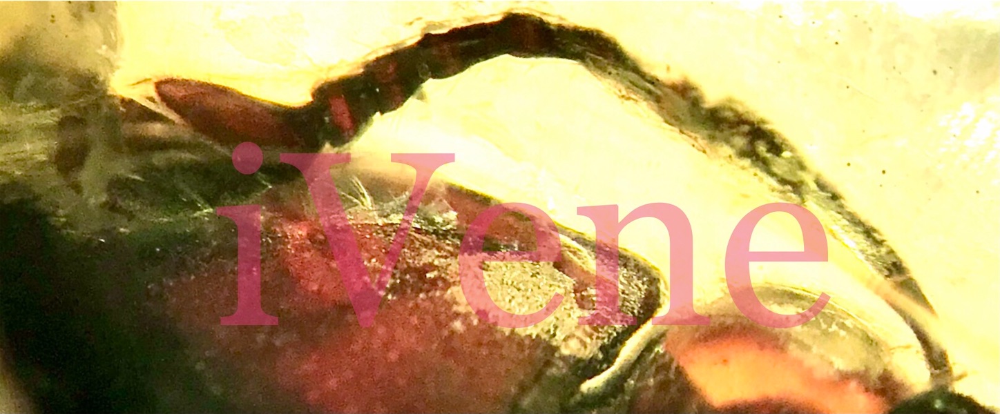 【希少‼︎】Meyerella magna えびの化石 白亜紀　1億1800万年前 希少‼︎】Meyerella magna えびの化石 白亜紀 1億1800万年前 希少‼︎】