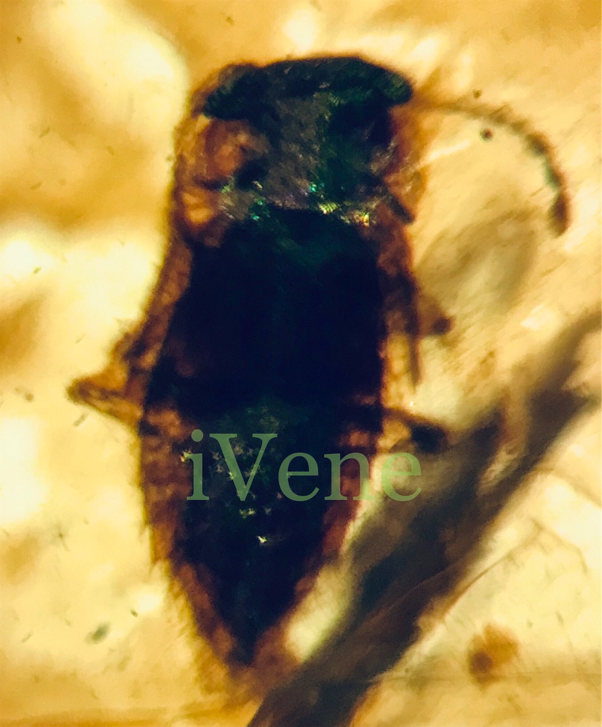 f:id:iVene:20211105093048j:image