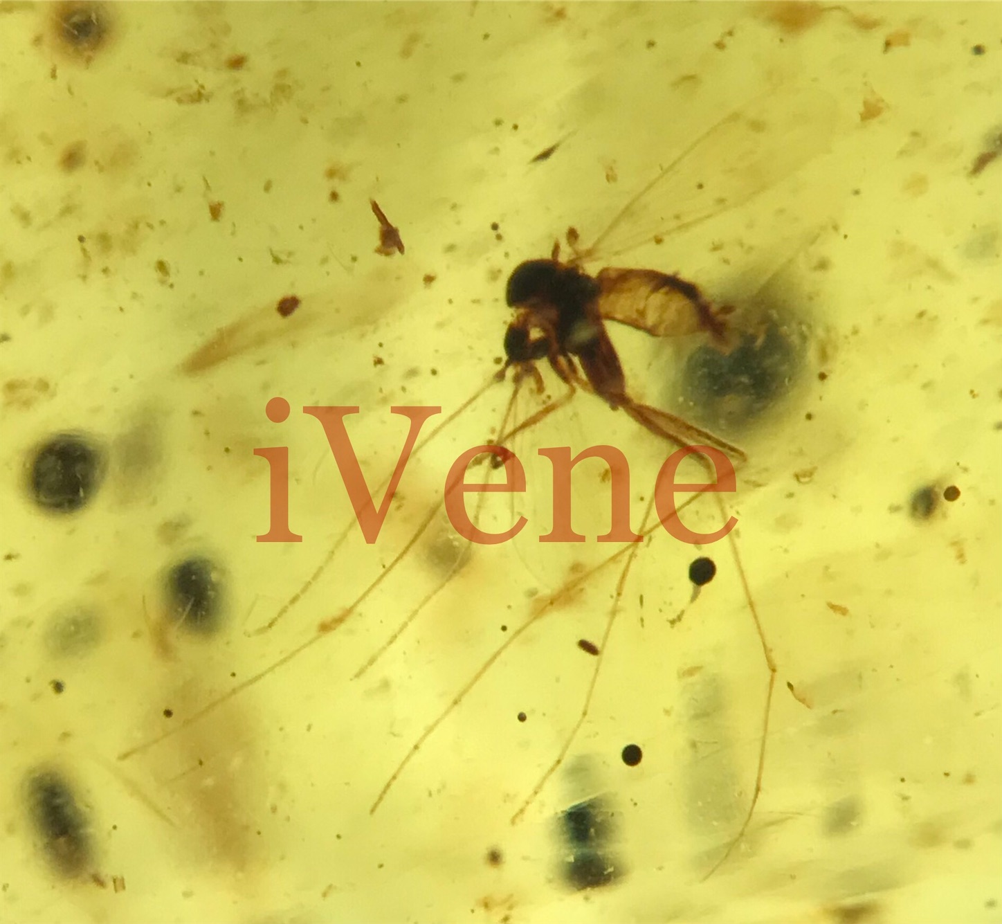 f:id:iVene:20211105093203j:image