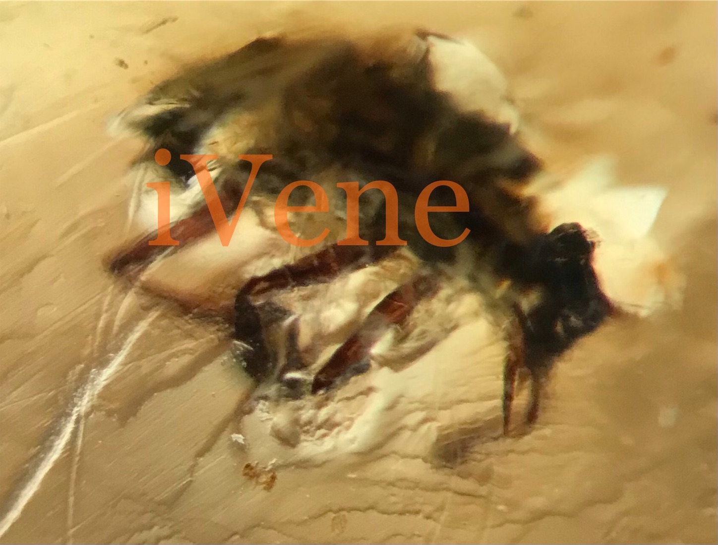 f:id:iVene:20211105093209j:image