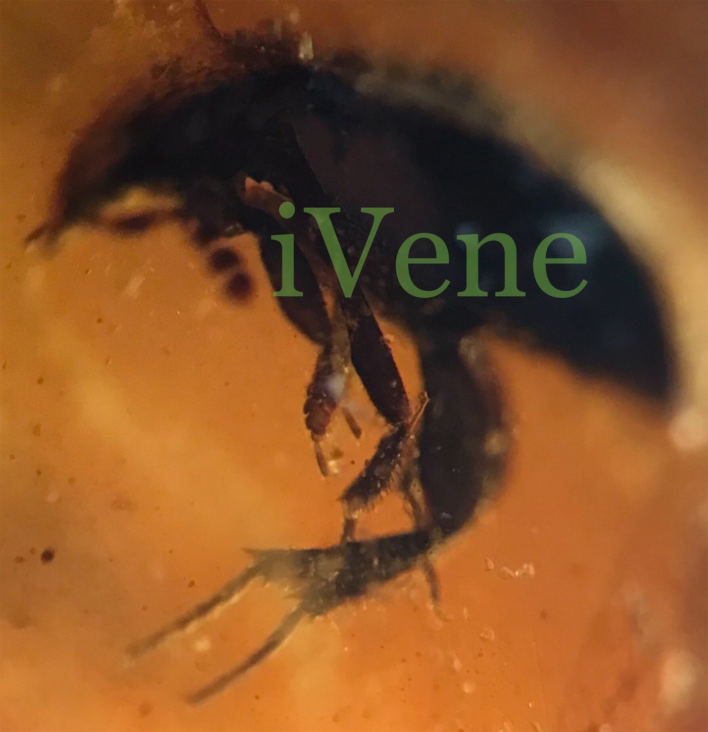 f:id:iVene:20211105093616j:image