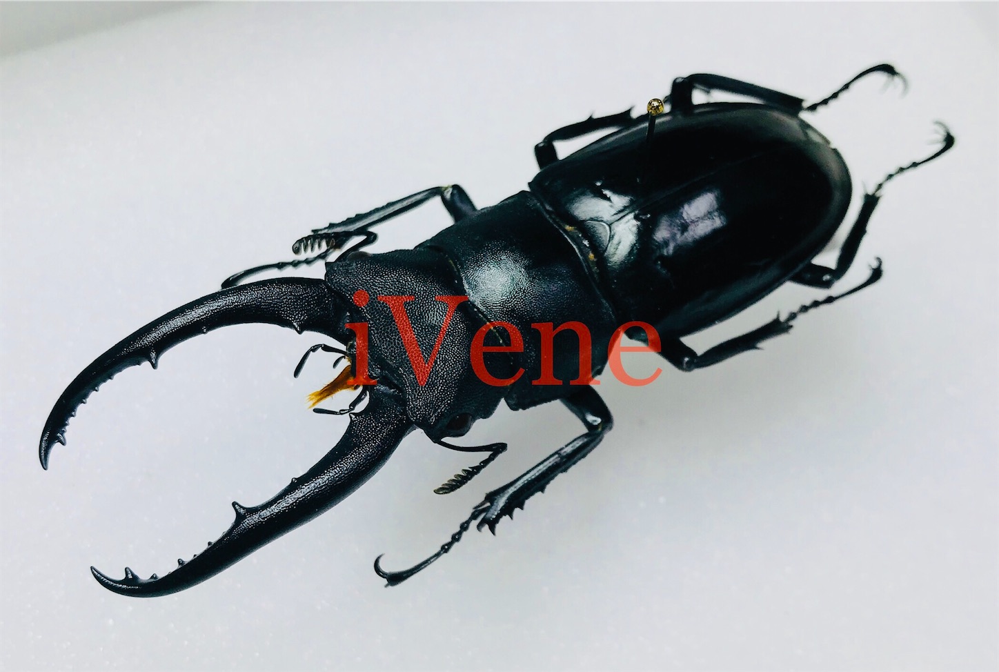 f:id:iVene:20211203235842j:image