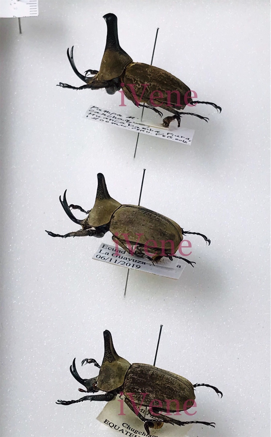 論考】ホロタイプなど担名性を持つ模式標本観察の重要性とはなんぞや