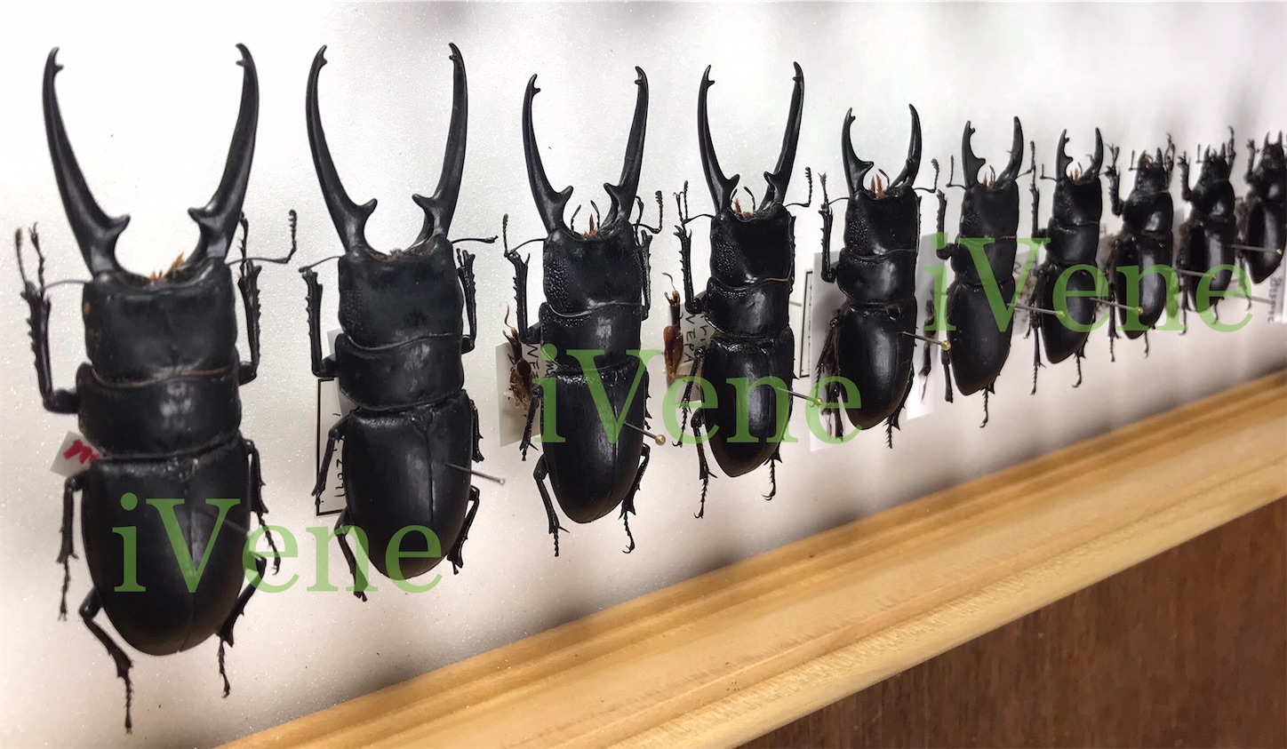 f:id:iVene:20211209201505j:image