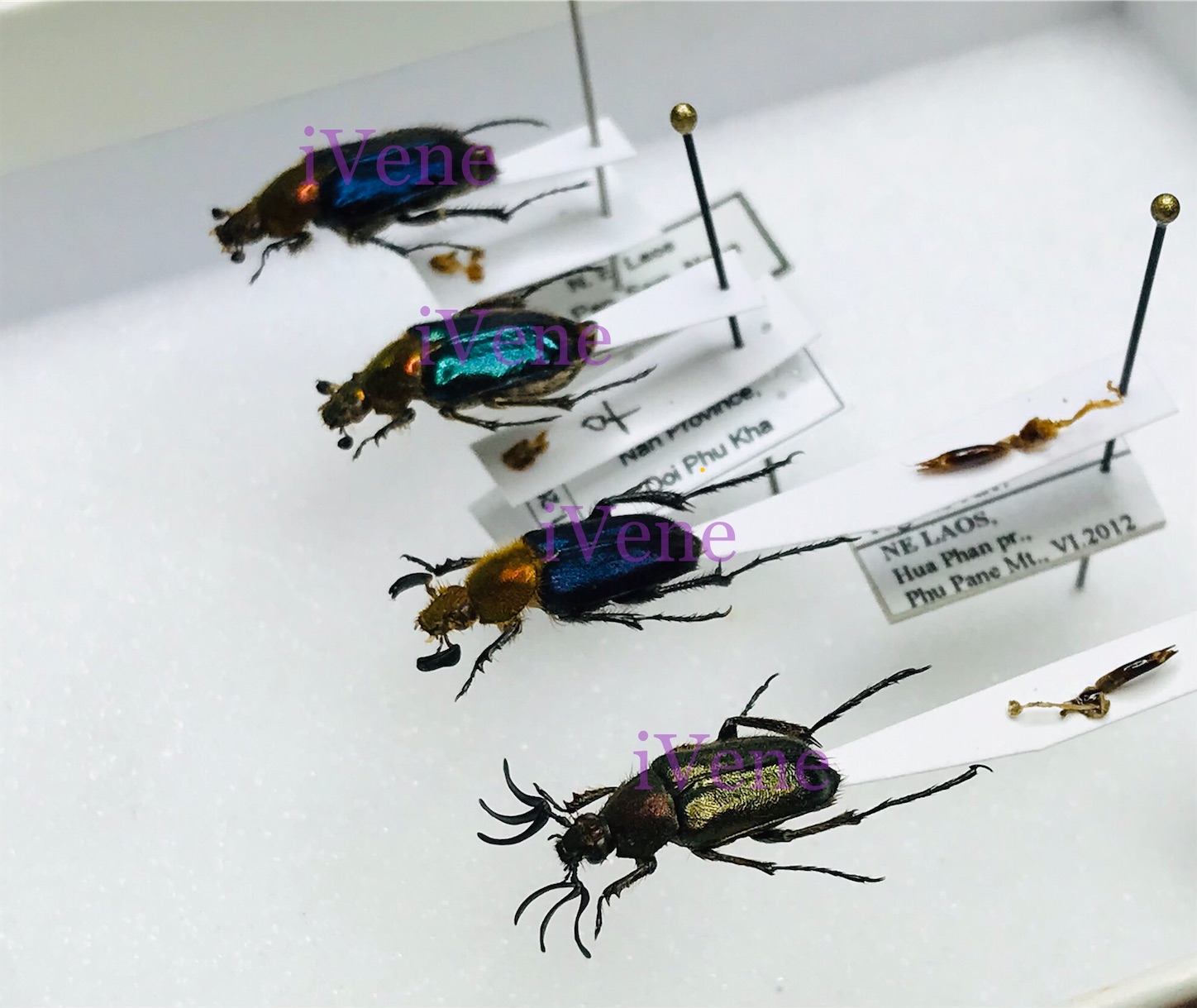 f:id:iVene:20220110235552j:image f:id:iVene:20220110235552j:image