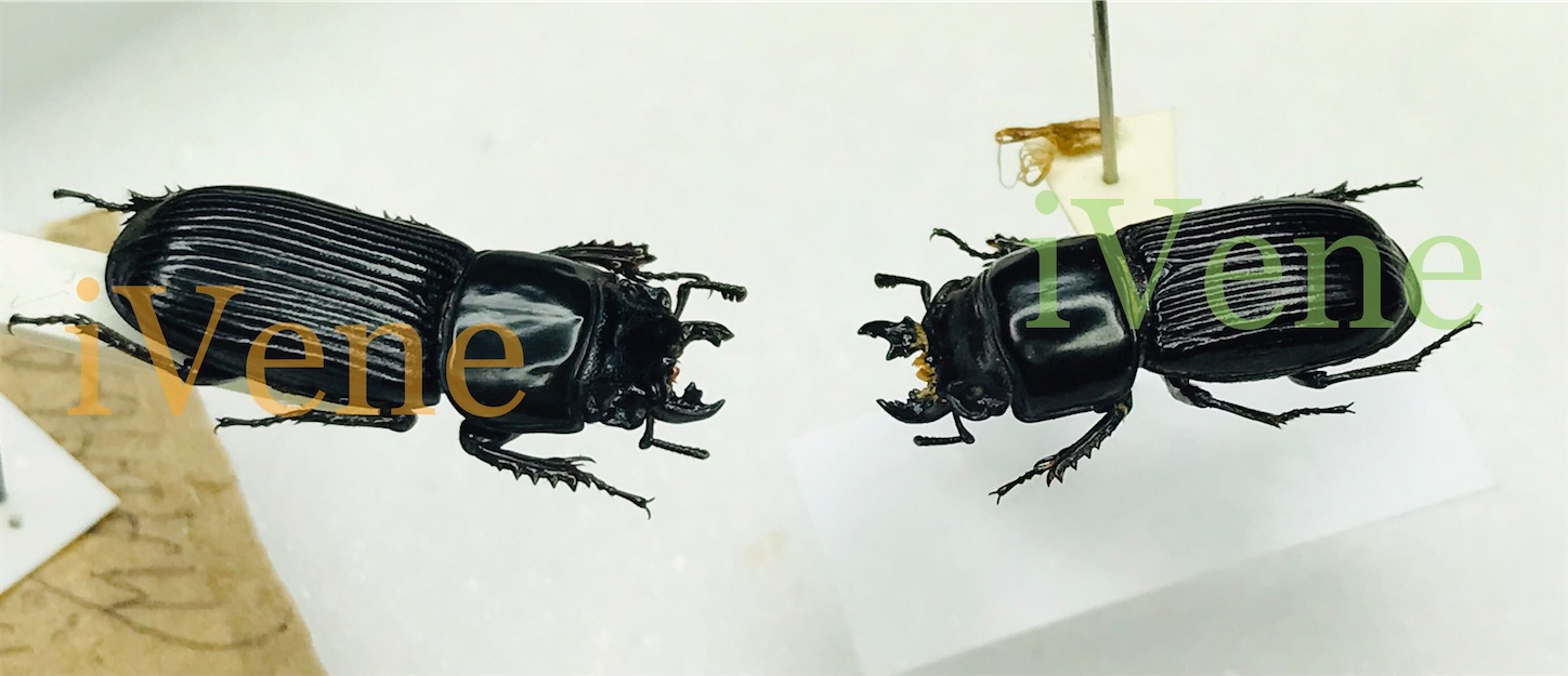 f:id:iVene:20220116162958j:image f:id:iVene:20220116162958j:image