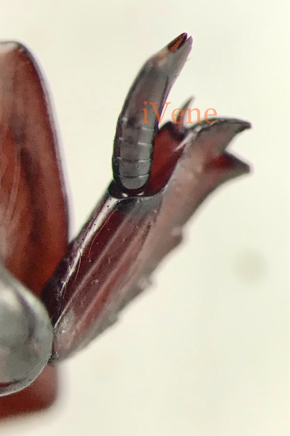 f:id:iVene:20220202002651j:image f:id:iVene:20220202002651j:image