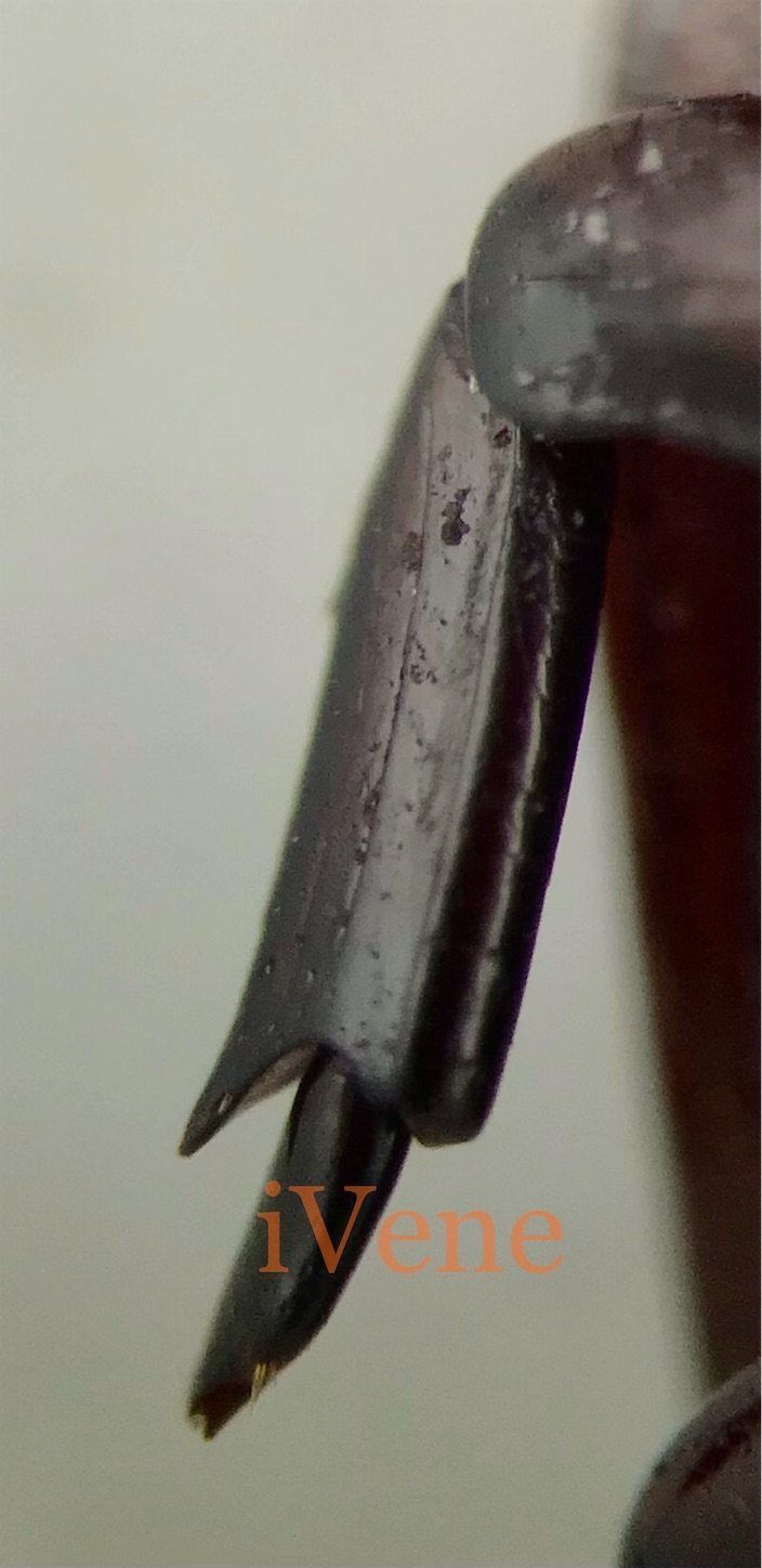 f:id:iVene:20220202002805j:image f:id:iVene:20220202002805j:image