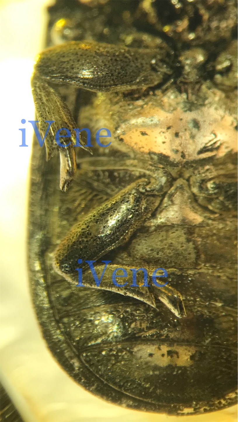 f:id:iVene:20220208124004j:image f:id:iVene:20220208124004j:image