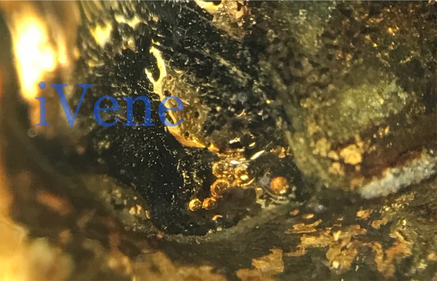 f:id:iVene:20220208124533j:image f:id:iVene:20220208124533j:image