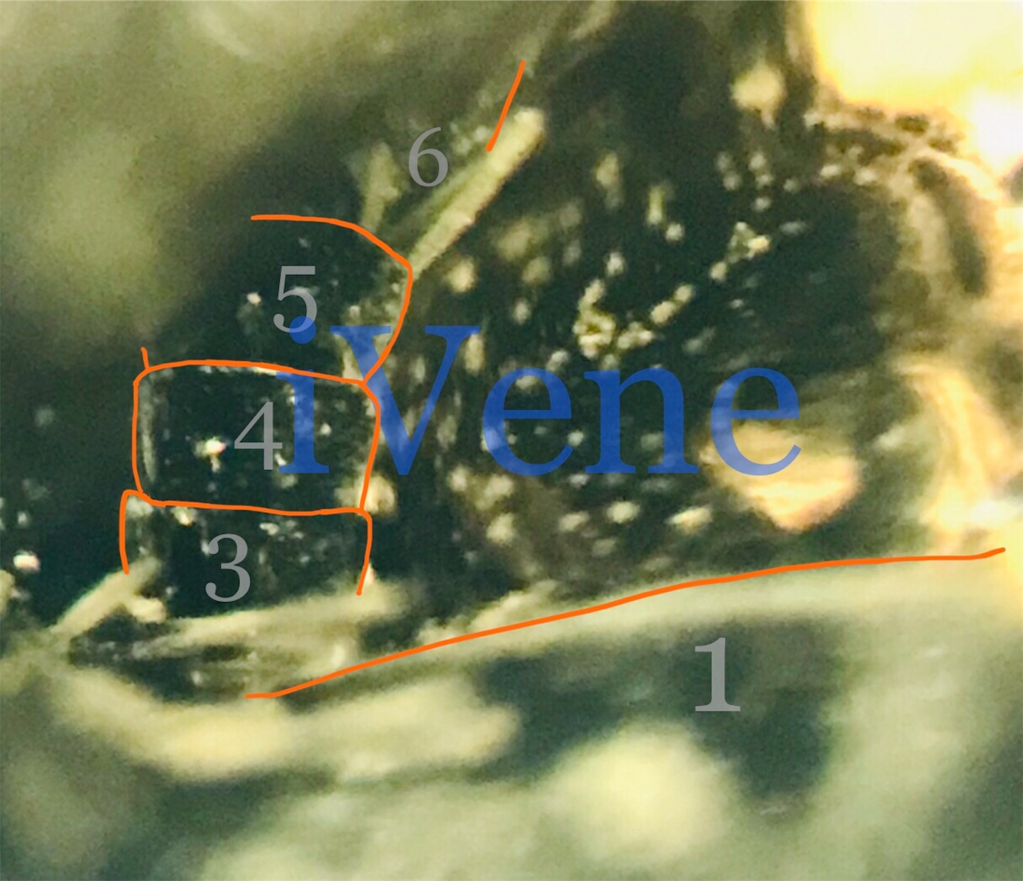 f:id:iVene:20220218231152j:image f:id:iVene:20220218231152j:image