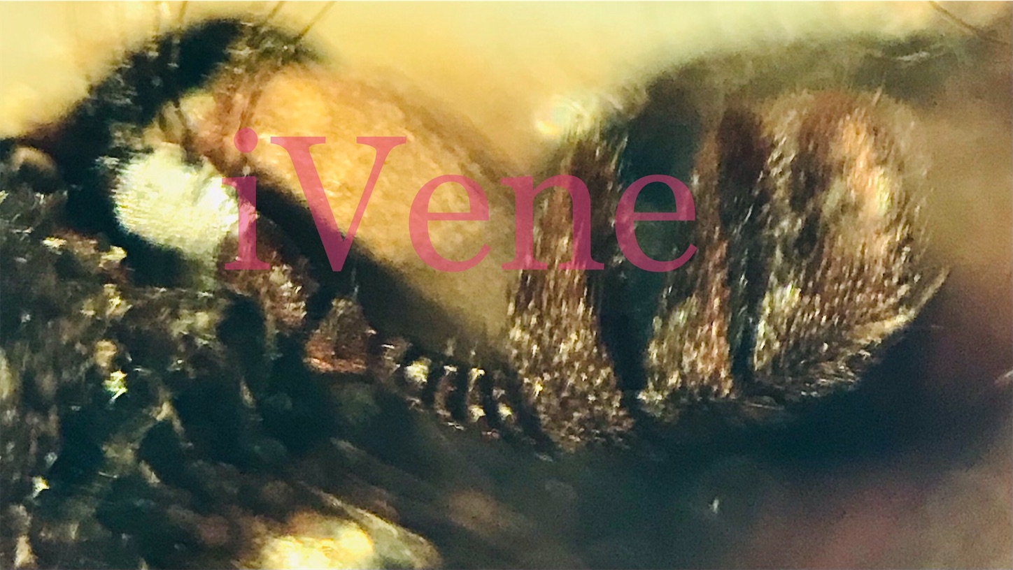 f:id:iVene:20220225204332j:image