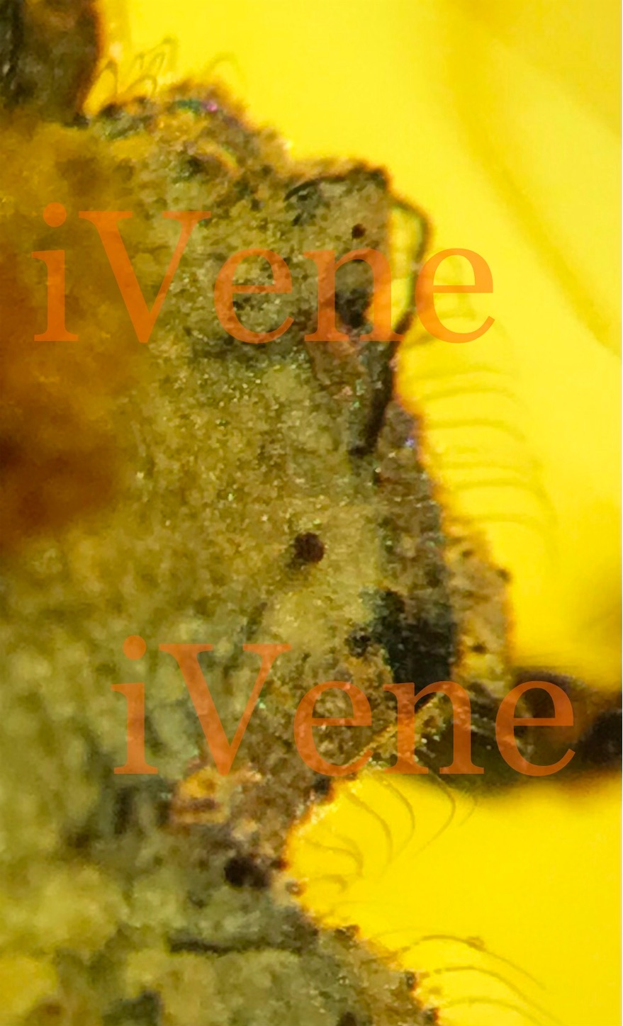 f:id:iVene:20220407091758j:image