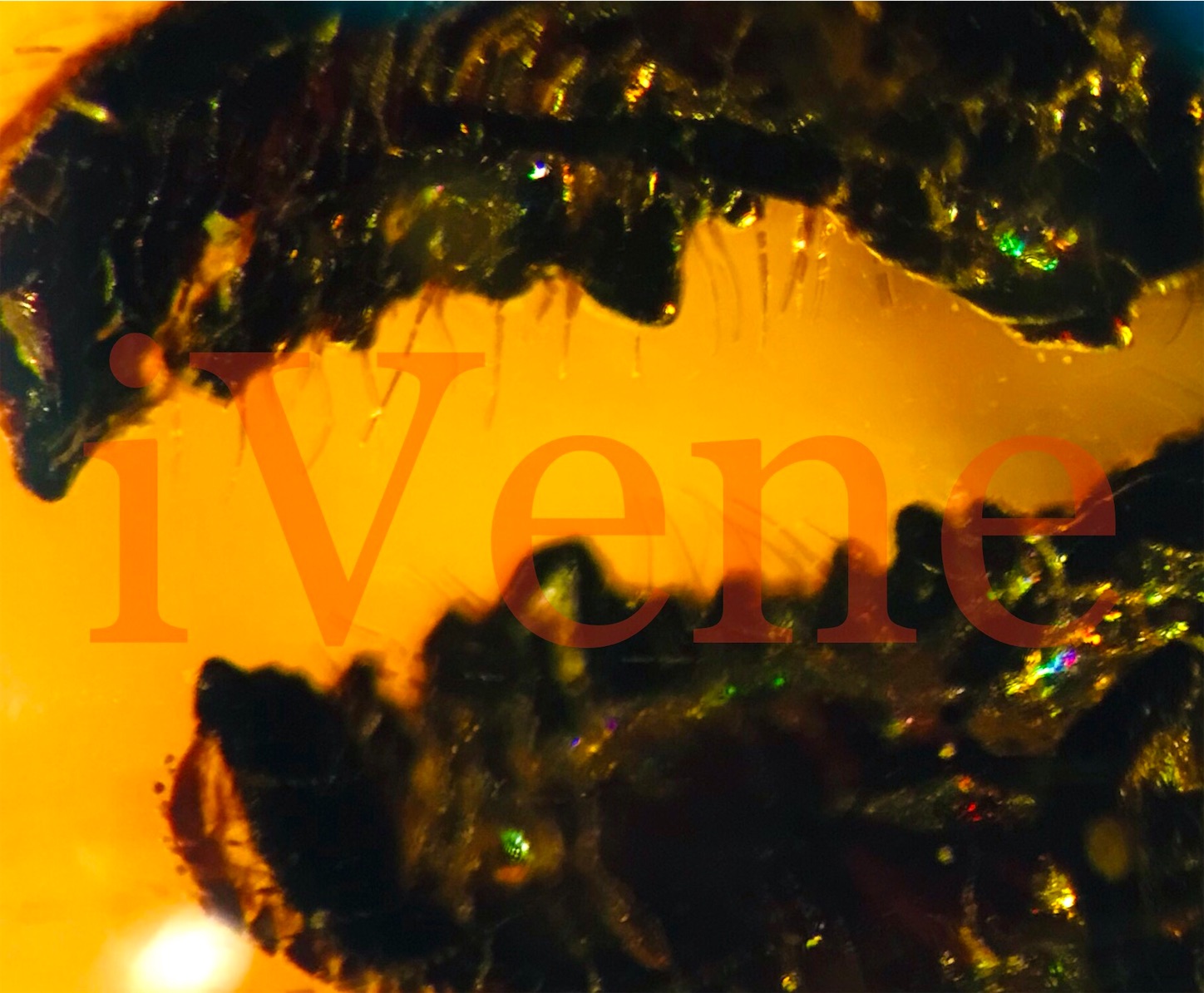 f:id:iVene:20220703160801j:image