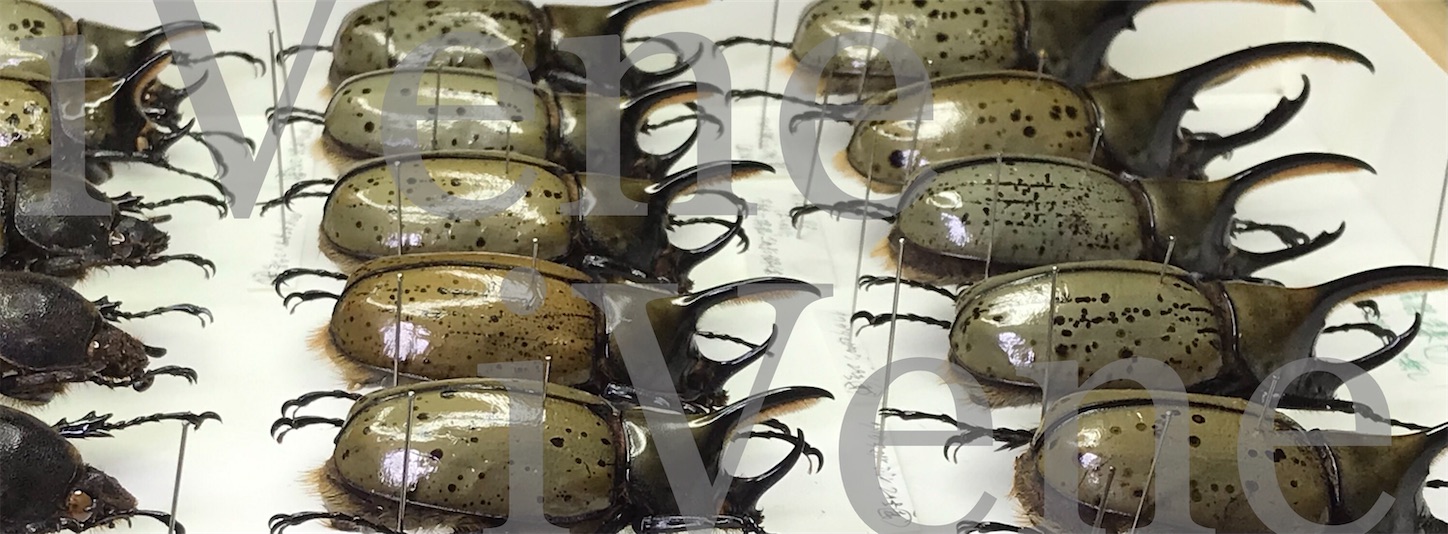 Memorandum】Hybrid beetles. - Memorandum of Lucanidae and