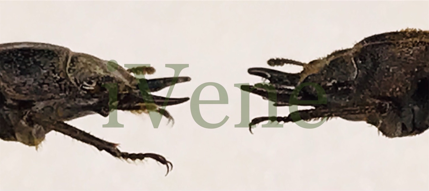 クワガタムシ科 Lucanidae についての調査記録など