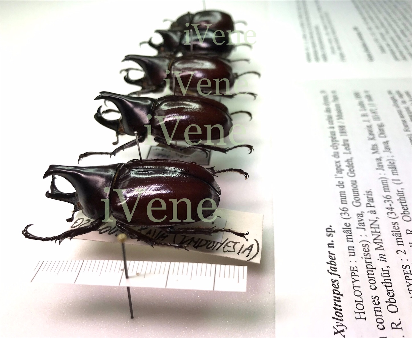 42種：激レア蝶含む亜種・変異種・局所生息固体 42種：激レア蝶含む亜