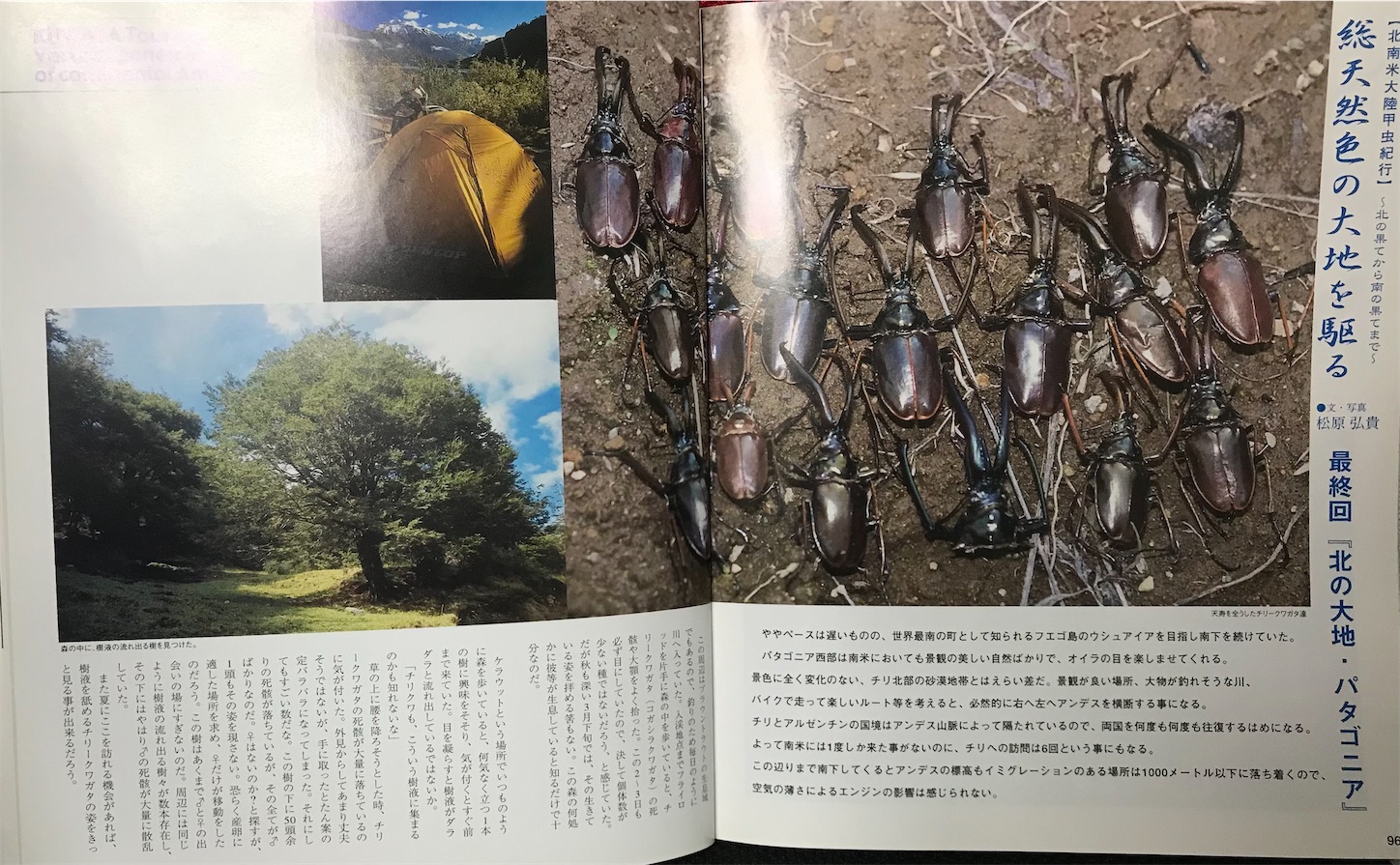Memorandum】グラントチリクワガタの亜種分類についての疑惑