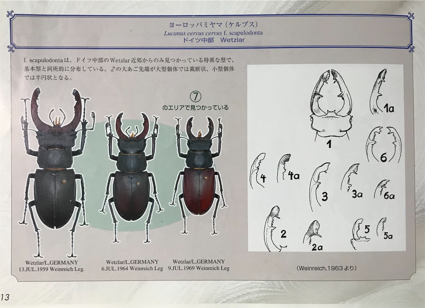 スカプロドンタ型ヨーロッパミヤマクワガタの色々 - iVene's diary