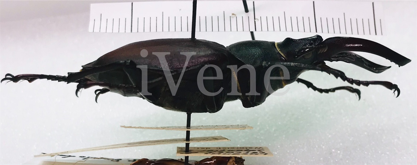 スカプロドンタ型ヨーロッパミヤマクワガタの色々 - iVene's diary