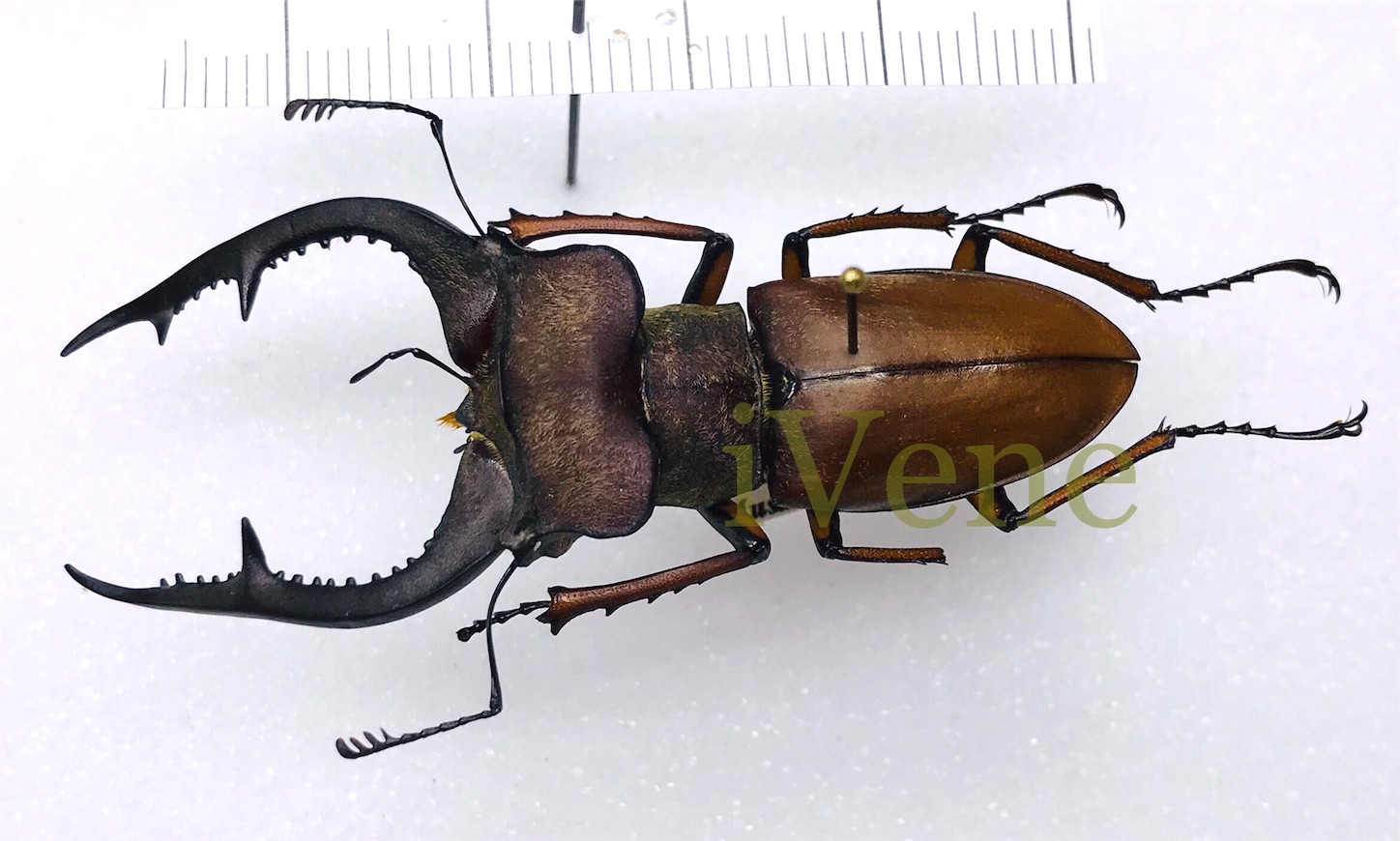特大 チベットミヤマクワガタssp.furcifer ♂76.3 ベトナム 標本 標本】超特大・極美 チベットミヤマクワガタ（ssp furcifer