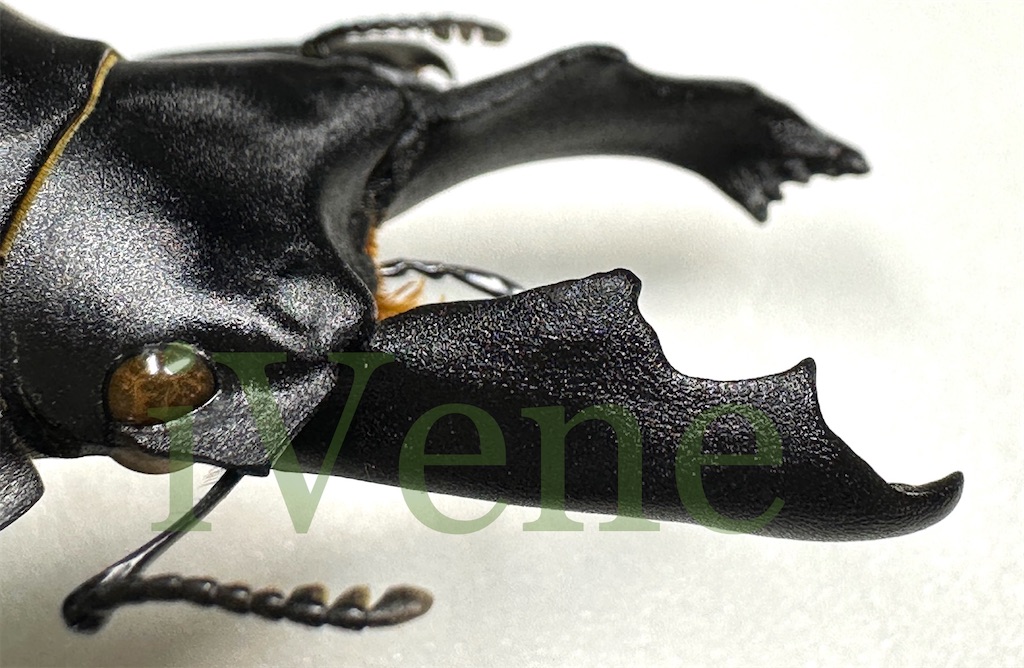Neolucanus perarmatus ペラルマトゥスマルバネクワガタ 標本 ♂75mm