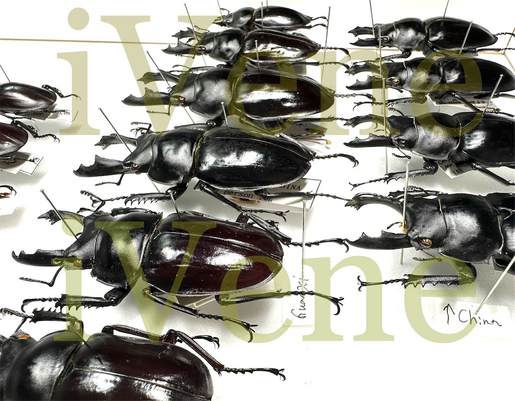 ペラルマトゥスマルバネクワガタ亜種ゴラール Neolucanus1 ペラルマ