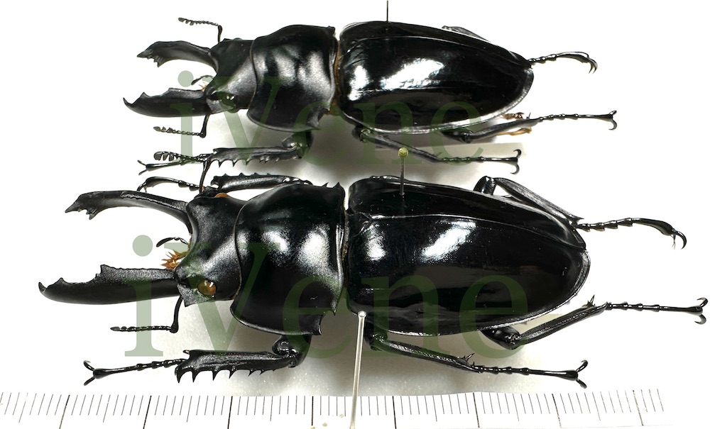 Memorandum】分類の難しい例、ペラルマトゥスマルバネクワガタ