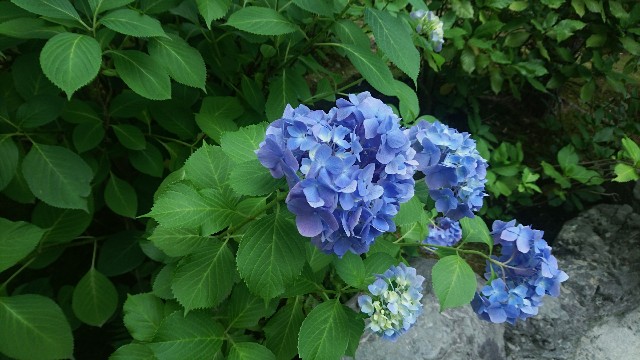 f:id:i_29_m:20180703142440j:image