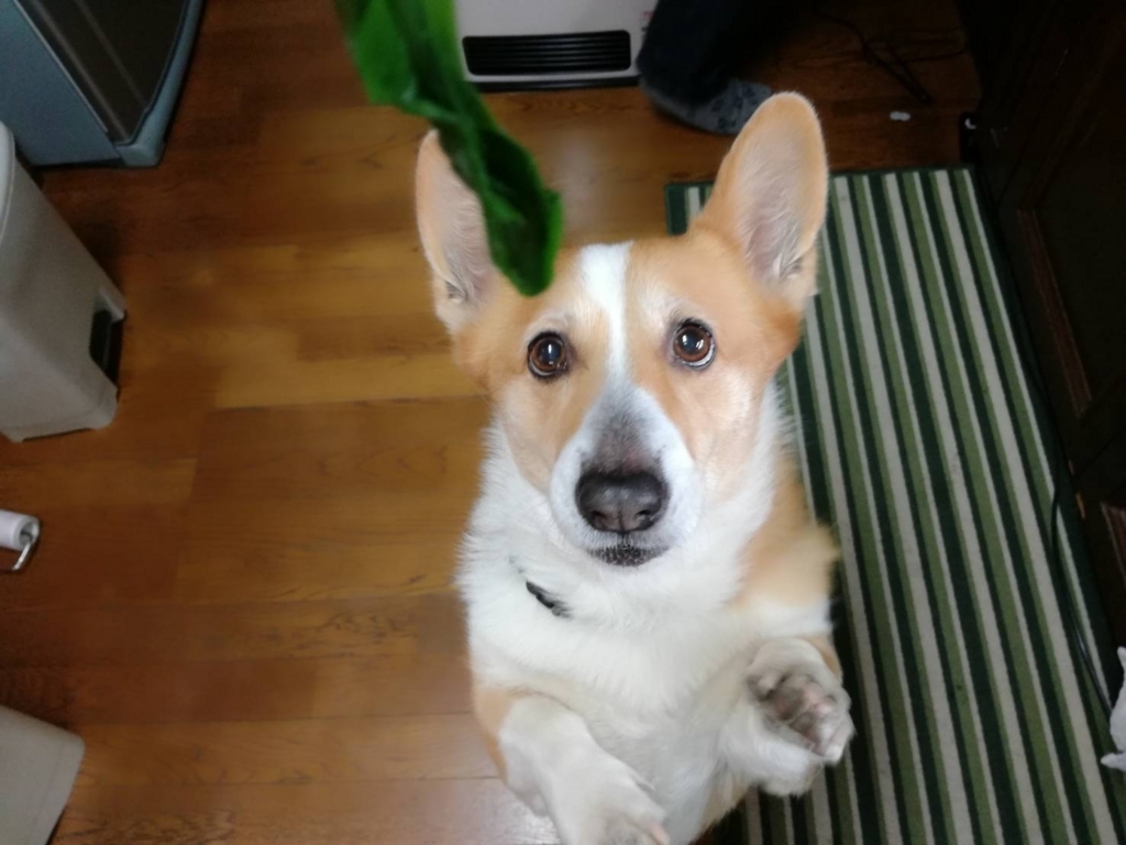 f:id:i_RiAiY:20180317192303j:plain