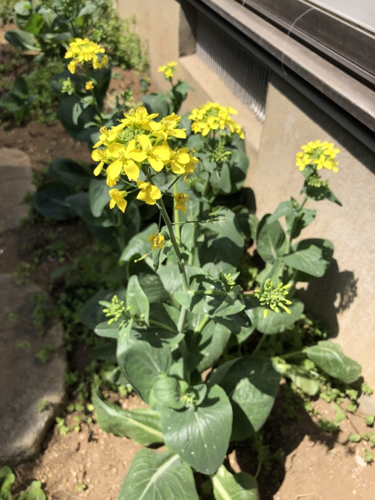 f:id:i_RiAiY:20180509022725j:plain