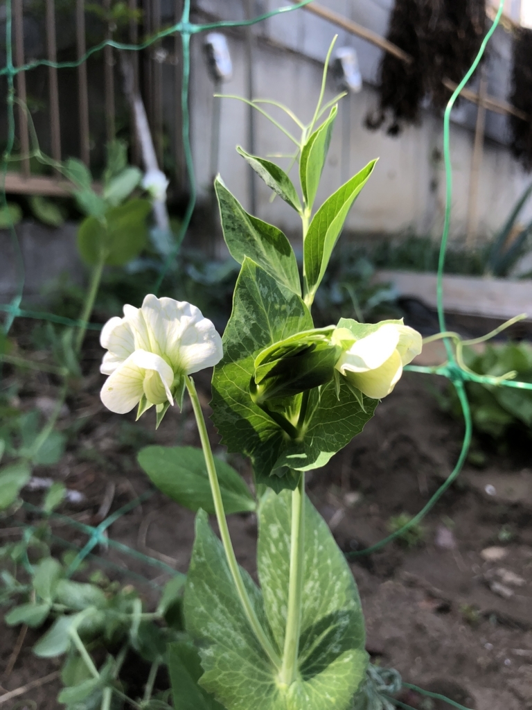 f:id:i_RiAiY:20180509024821j:plain