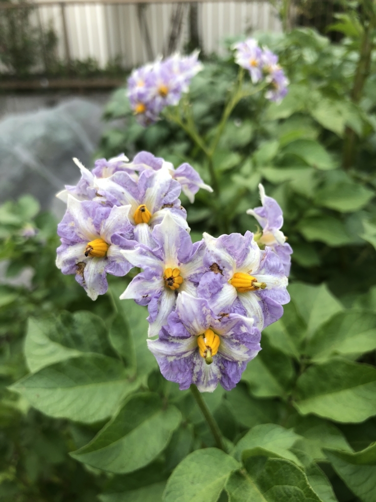 f:id:i_RiAiY:20180530141104j:plain