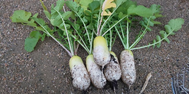 かわいい大根 小太郎 今年もありがとう Ico Icoブログ