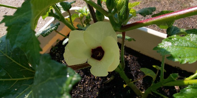 f:id:i_c_o:20200609090718j:plain