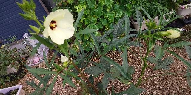 家庭菜園 プランター栽培のオクラの成長 Ico Icoブログ
