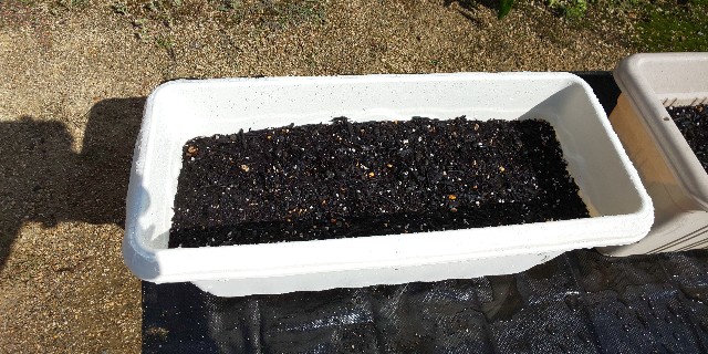 かわいい大根 小太郎 Ico Icoブログ