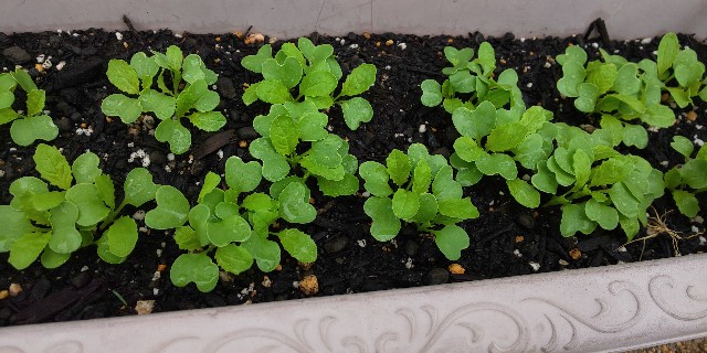 プランター栽培 小かぶの様子 収穫 Ico Icoブログ