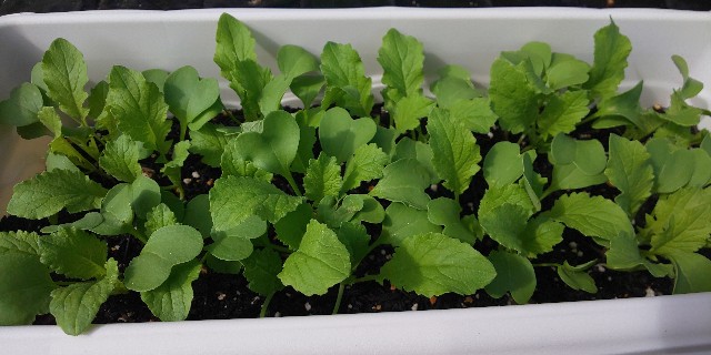 可愛い大根 小太郎の様子 Ico Icoブログ