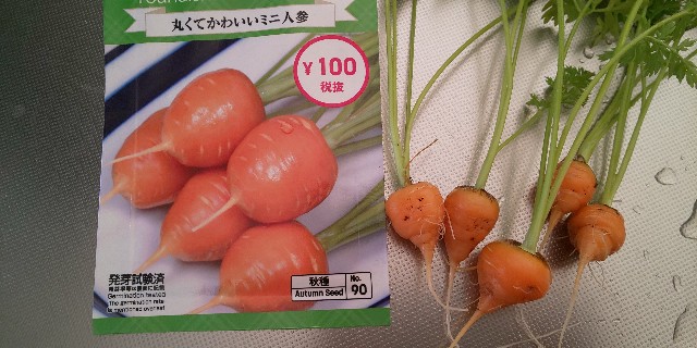 f:id:i_c_o:20201215083642j:plain
