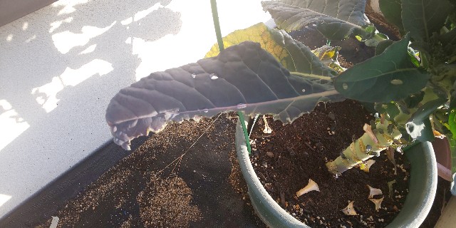 f:id:i_c_o:20210125095308j:plain