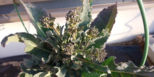 f:id:i_c_o:20210308080039j:plain