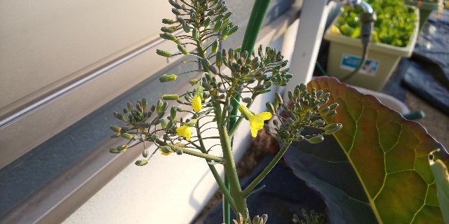 f:id:i_c_o:20210308080105j:plain