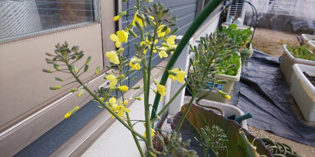 f:id:i_c_o:20210308080114j:plain