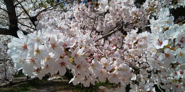 f:id:i_c_o:20210406072919j:plain