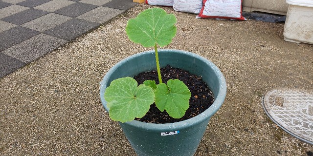 坊っちゃんカボチャの様子 プランター栽培 Ico Icoブログ