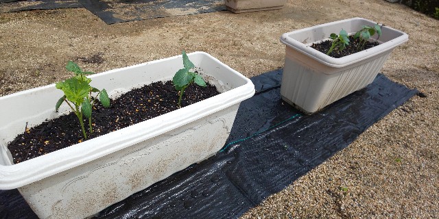 f:id:i_c_o:20210414103725j:plain