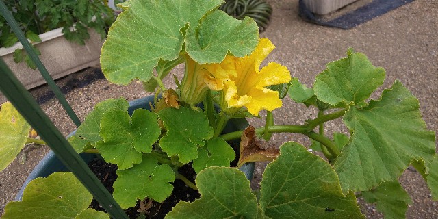 f:id:i_c_o:20210521112509j:plain