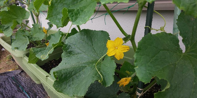 f:id:i_c_o:20210521112633j:plain